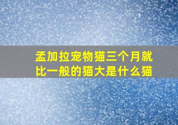 孟加拉宠物猫三个月就比一般的猫大是什么猫