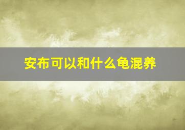 安布可以和什么龟混养