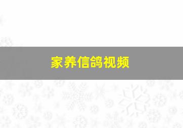 家养信鸽视频