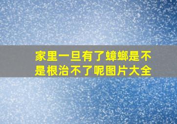 家里一旦有了蟑螂是不是根治不了呢图片大全