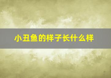 小丑鱼的样子长什么样