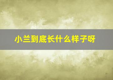 小兰到底长什么样子呀