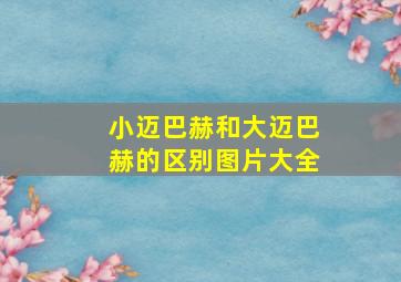 小迈巴赫和大迈巴赫的区别图片大全