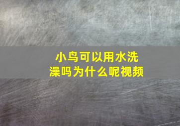 小鸟可以用水洗澡吗为什么呢视频