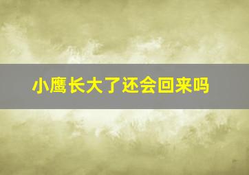 小鹰长大了还会回来吗