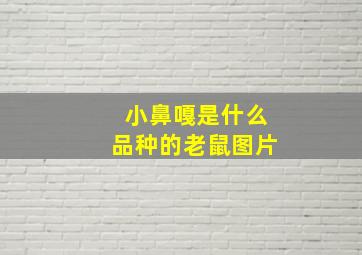 小鼻嘎是什么品种的老鼠图片