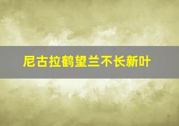 尼古拉鹤望兰不长新叶