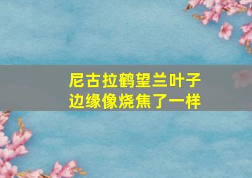 尼古拉鹤望兰叶子边缘像烧焦了一样