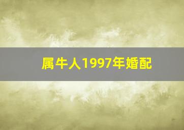 属牛人1997年婚配