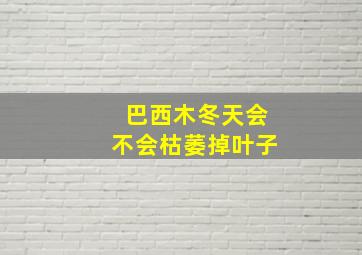 巴西木冬天会不会枯萎掉叶子