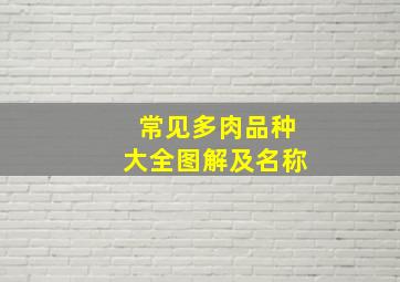 常见多肉品种大全图解及名称