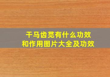 干马齿苋有什么功效和作用图片大全及功效