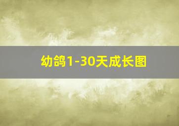 幼鸽1-30天成长图