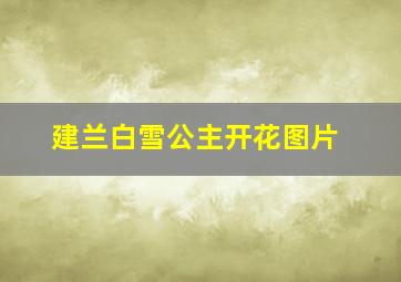 建兰白雪公主开花图片