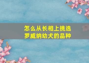 怎么从长相上挑选罗威纳幼犬的品种