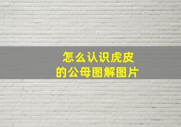 怎么认识虎皮的公母图解图片