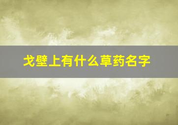 戈壁上有什么草药名字