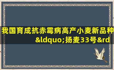 我国育成抗赤霉病高产小麦新品种“扬麦33号”