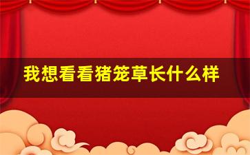 我想看看猪笼草长什么样