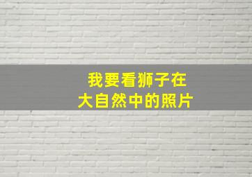 我要看狮子在大自然中的照片