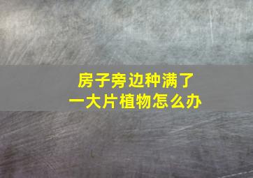 房子旁边种满了一大片植物怎么办