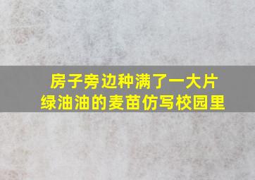 房子旁边种满了一大片绿油油的麦苗仿写校园里