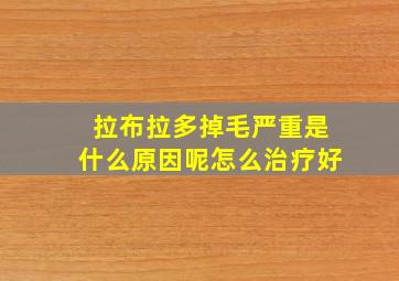 拉布拉多掉毛严重是什么原因呢怎么治疗好