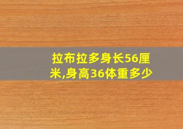 拉布拉多身长56厘米,身高36体重多少