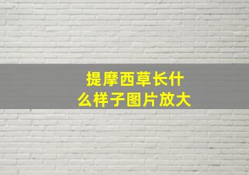 提摩西草长什么样子图片放大