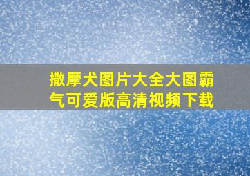 撒摩犬图片大全大图霸气可爱版高清视频下载