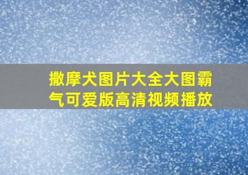 撒摩犬图片大全大图霸气可爱版高清视频播放