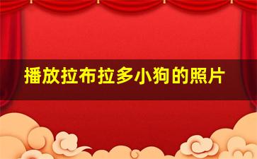 播放拉布拉多小狗的照片