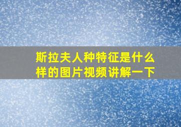 斯拉夫人种特征是什么样的图片视频讲解一下