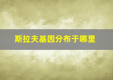 斯拉夫基因分布于哪里