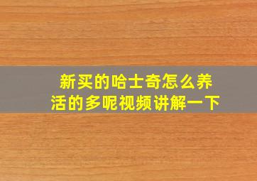 新买的哈士奇怎么养活的多呢视频讲解一下