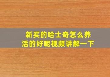 新买的哈士奇怎么养活的好呢视频讲解一下