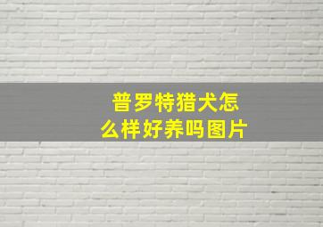 普罗特猎犬怎么样好养吗图片