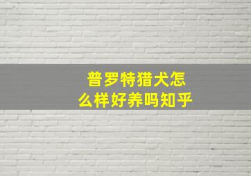 普罗特猎犬怎么样好养吗知乎