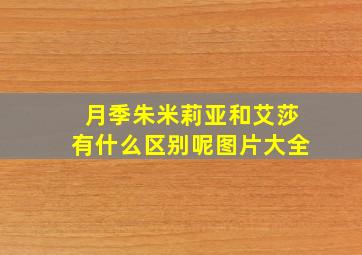 月季朱米莉亚和艾莎有什么区别呢图片大全