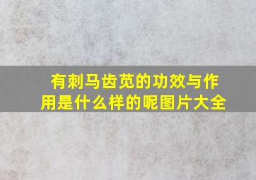 有刺马齿苋的功效与作用是什么样的呢图片大全