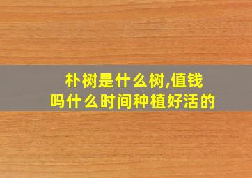 朴树是什么树,值钱吗什么时间种植好活的