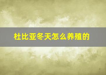 杜比亚冬天怎么养殖的