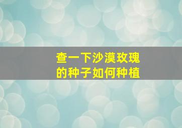 查一下沙漠玫瑰的种子如何种植