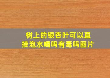 树上的银杏叶可以直接泡水喝吗有毒吗图片