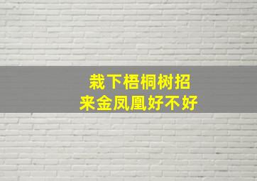 栽下梧桐树招来金凤凰好不好