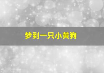 梦到一只小黄狗