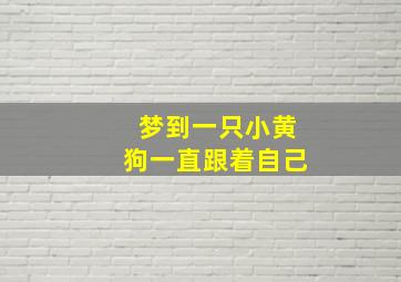 梦到一只小黄狗一直跟着自己