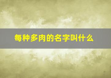 每种多肉的名字叫什么