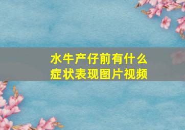 水牛产仔前有什么症状表现图片视频