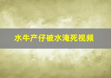 水牛产仔被水淹死视频